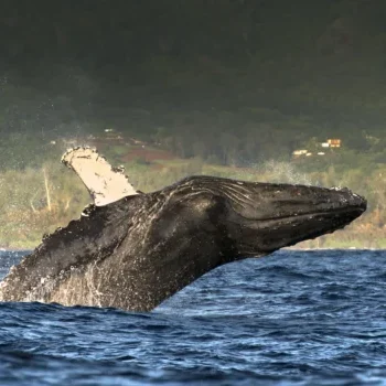 humpback whale jumping out of water kauai island 2026 01 09 10 37 04 utc 1 scaled e1770397459656