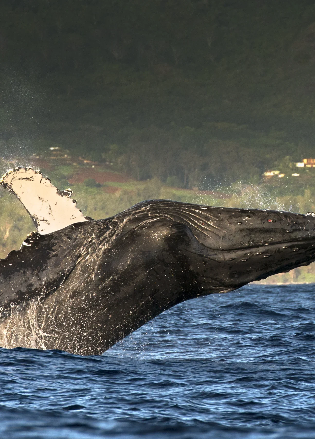 humpback whale jumping out of water kauai island 2026 01 09 10 37 04 utc scaled e1770395917653