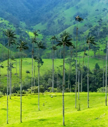 landscape of wax palm trees 2026 01 05 00 24 58 utc 2 scaled e1770396997899