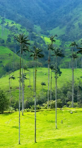 landscape of wax palm trees 2026 01 05 00 24 58 utc scaled e1770221381852