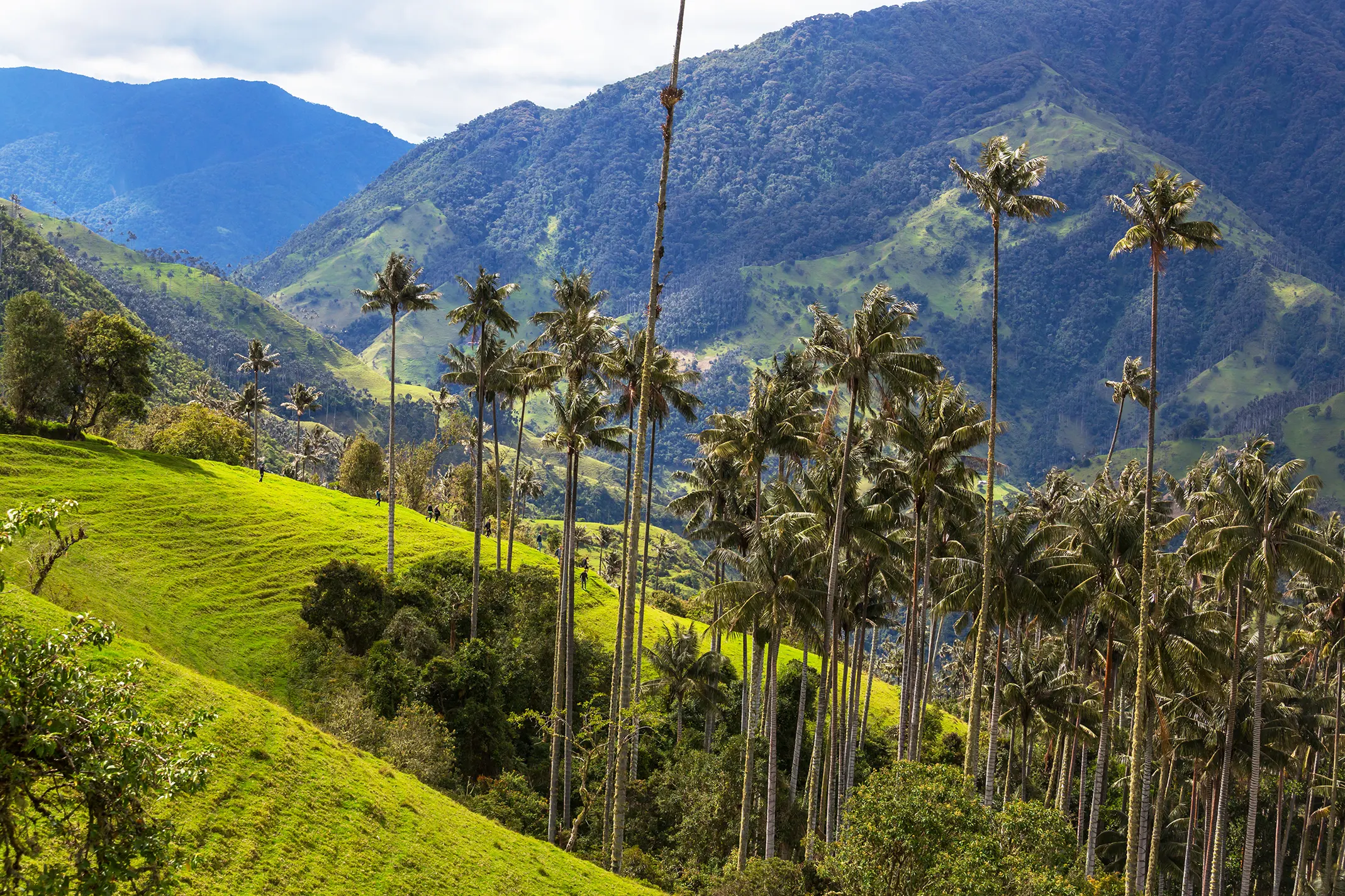 cocora 2026 01 07 01 31 54 utc