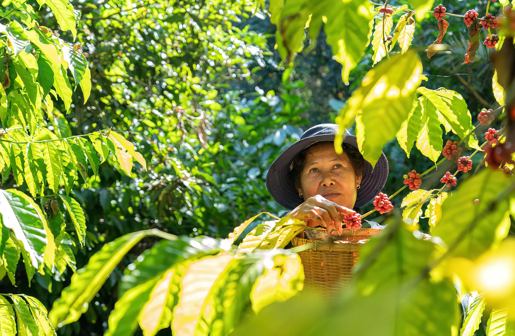 farmer in plantation coffee berries harvest in far 2024 10 17 23 59 47 utc