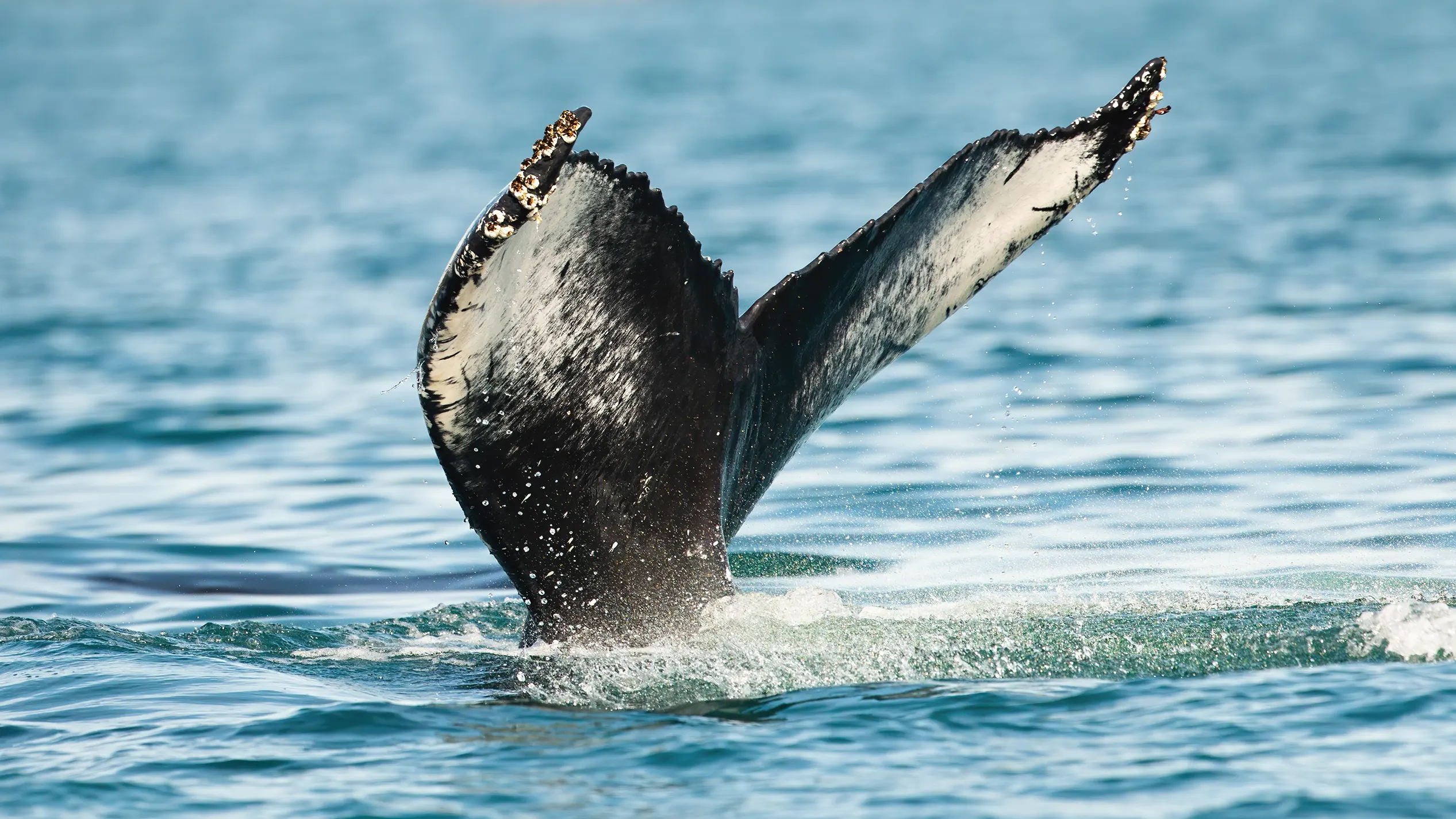 humpback whale 39 s tail peeking out of the sea i 2026 01 06 09 17 53 utc