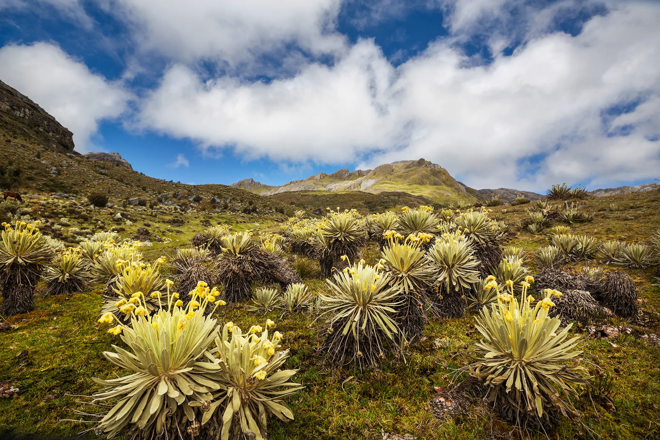 plants in colombia 2026 01 07 01 35 37 utc