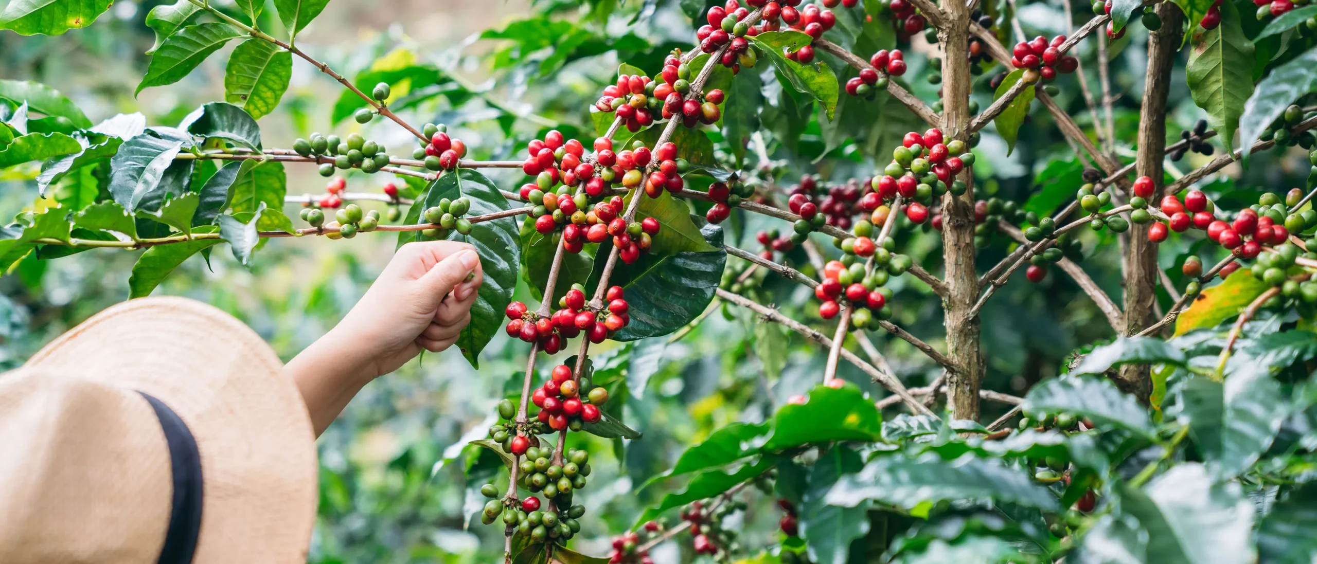 smiling hill tribe farmer harvesting ripe arabica 2026 01 09 11 55 38 utc scaled